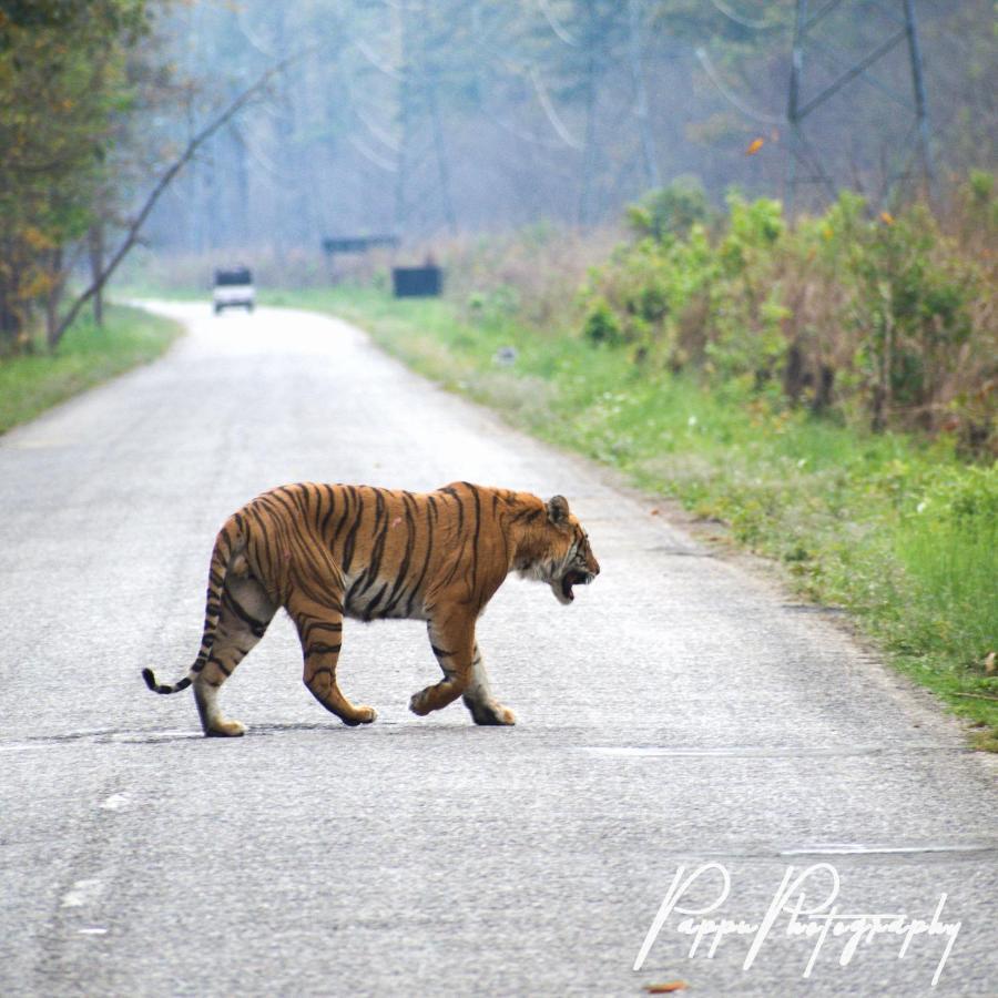 فندق Golden River Of Wild Side Bardiya المظهر الخارجي الصورة